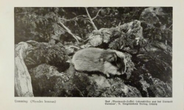 1926 - Lemming / Hamster - alter Druck